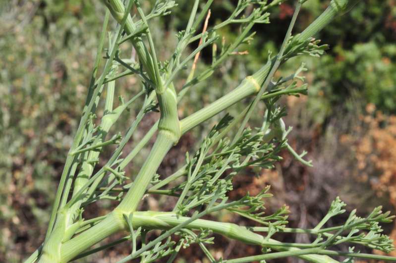 Seseli tortuosum / Finocchiella mediterranea